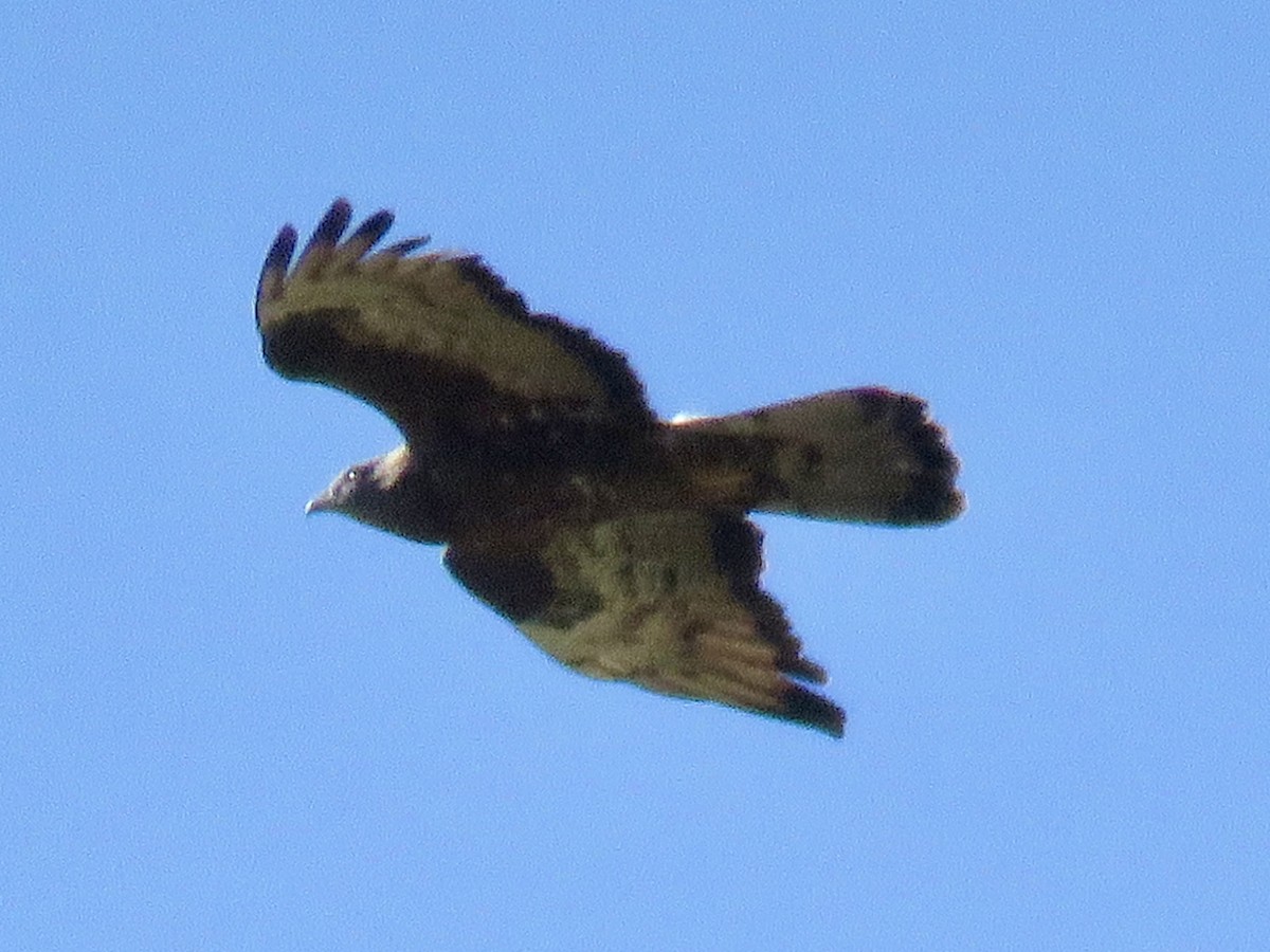 European Honey-buzzard - ML620666656