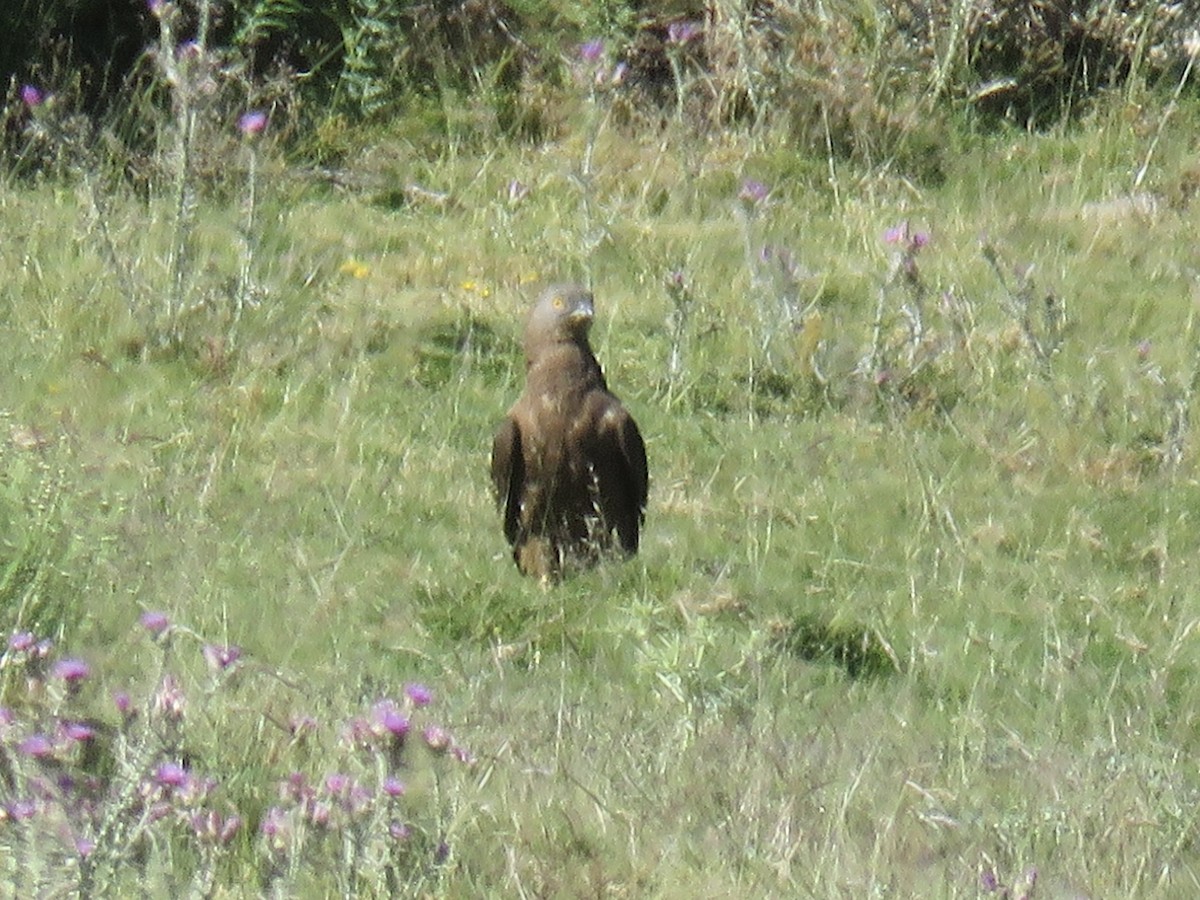 European Honey-buzzard - ML620666658