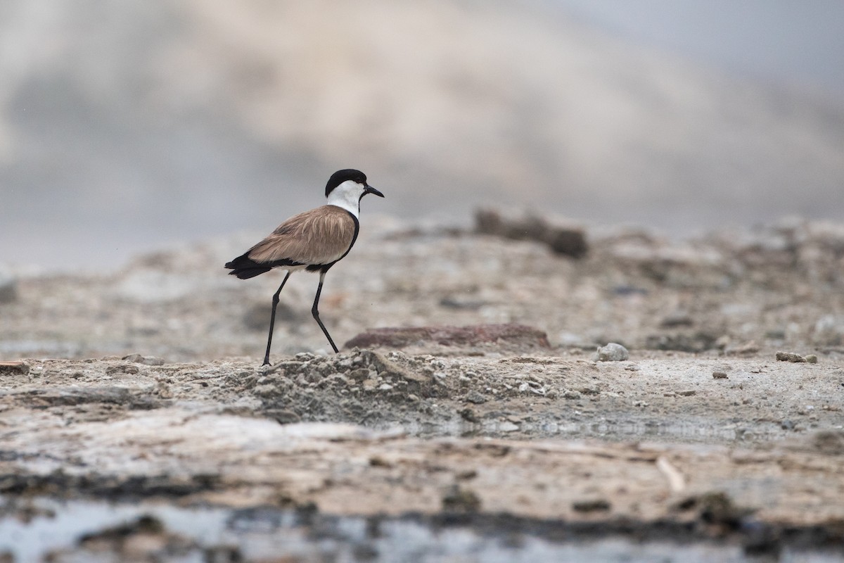 Spur-winged Lapwing - ML620666660