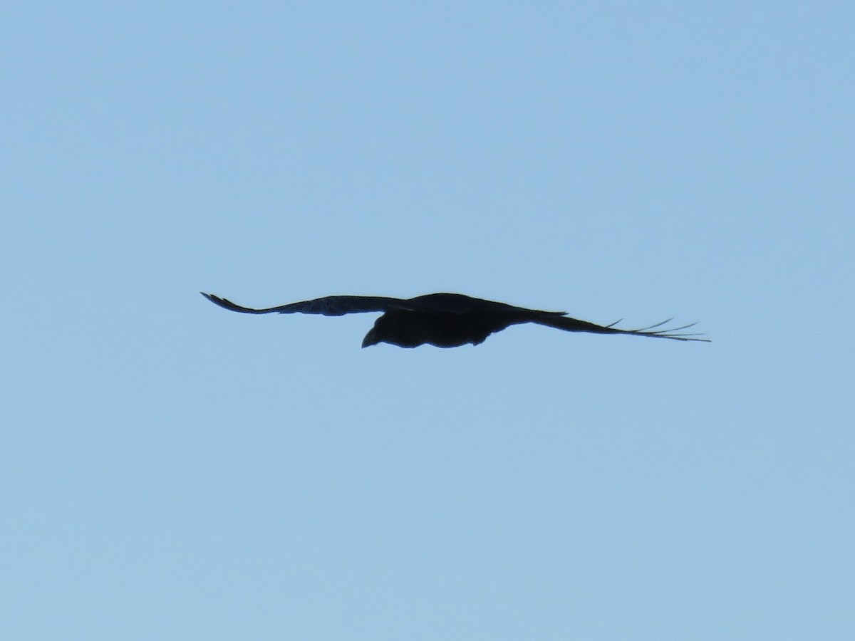 Common Raven - ML620666662