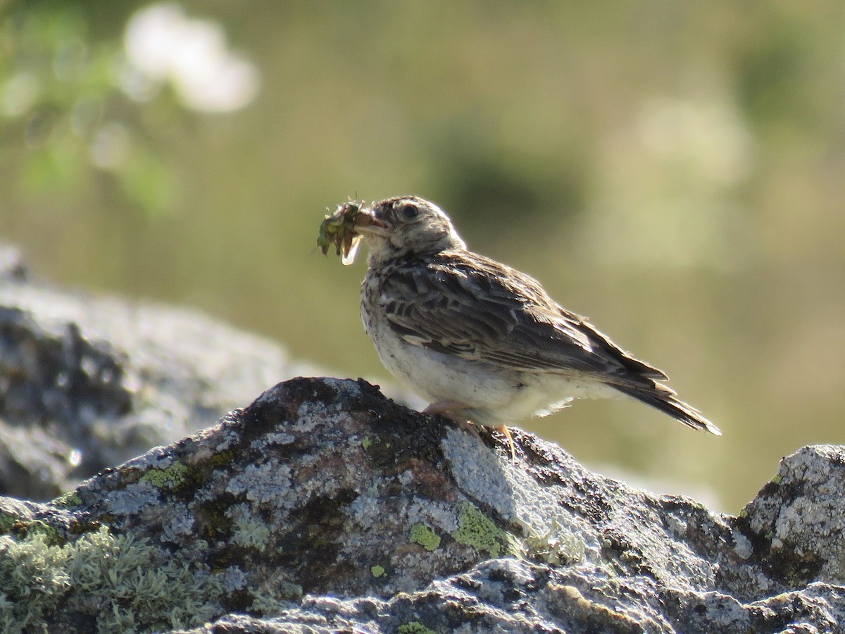 Wood Lark - ML620666667