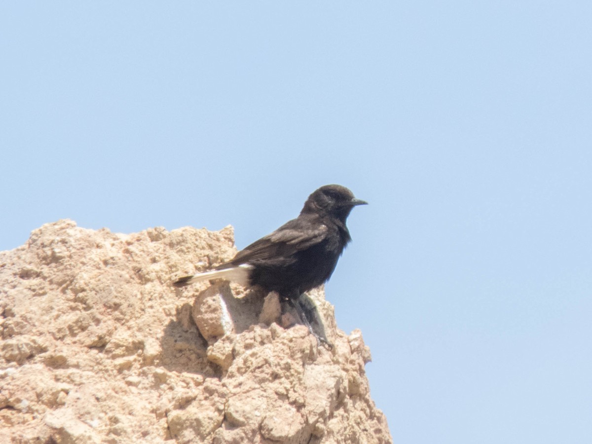 Black Wheatear - ML620666669