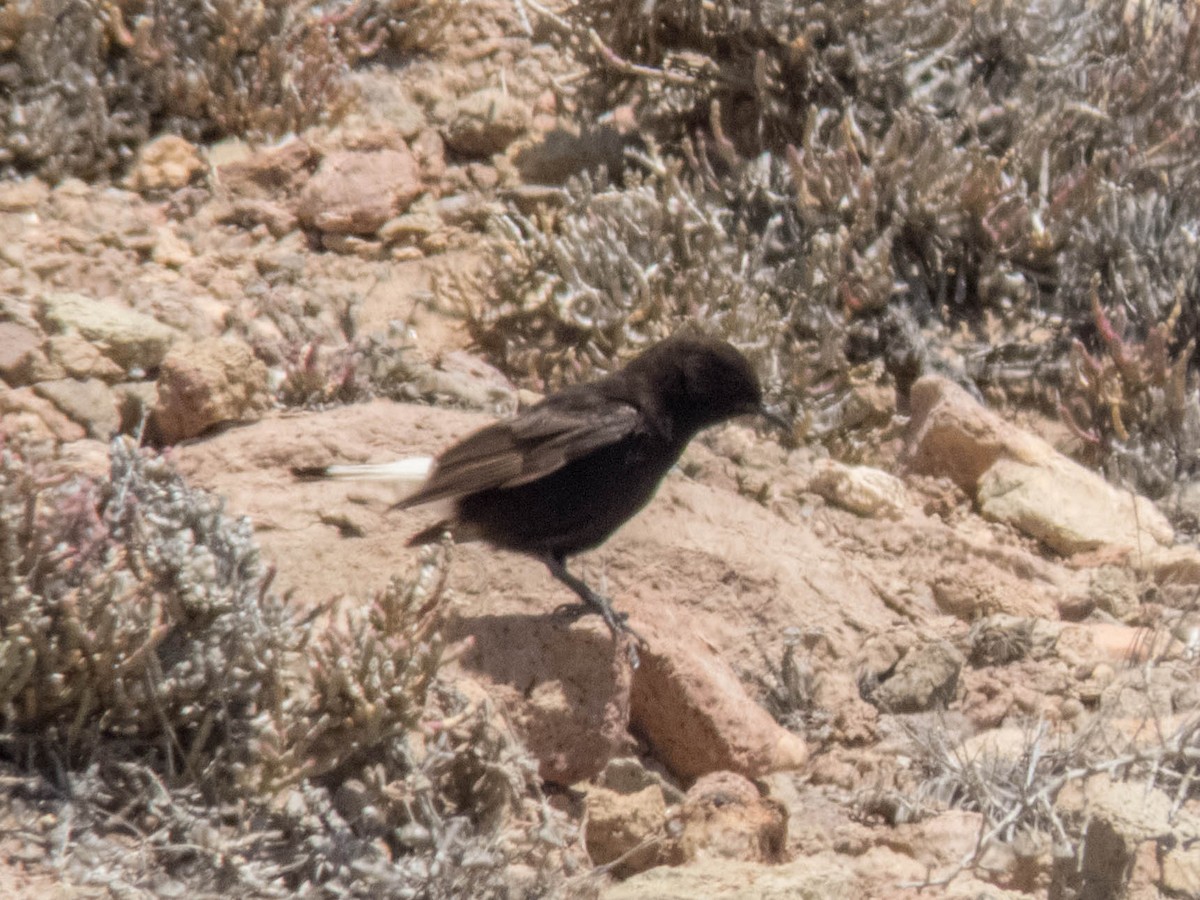 Black Wheatear - ML620666670