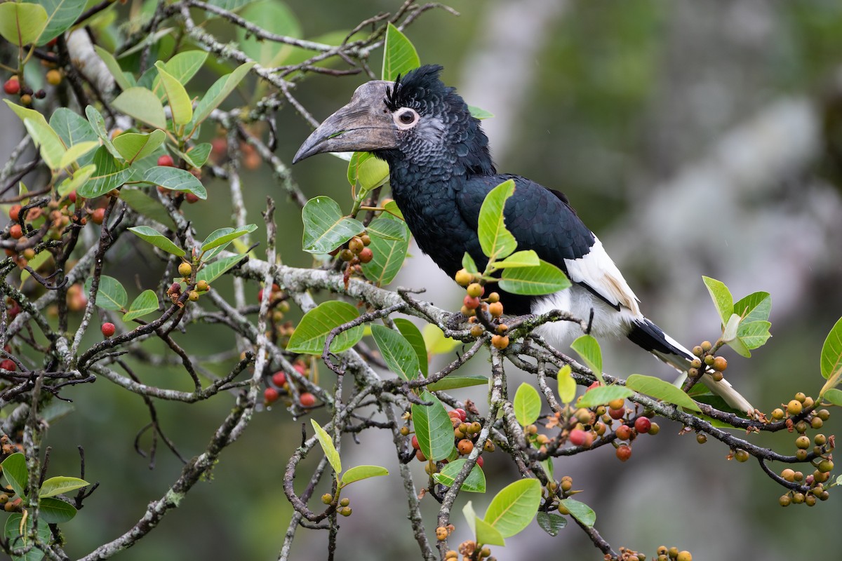 Black-and-white-casqued Hornbill - ML620666671