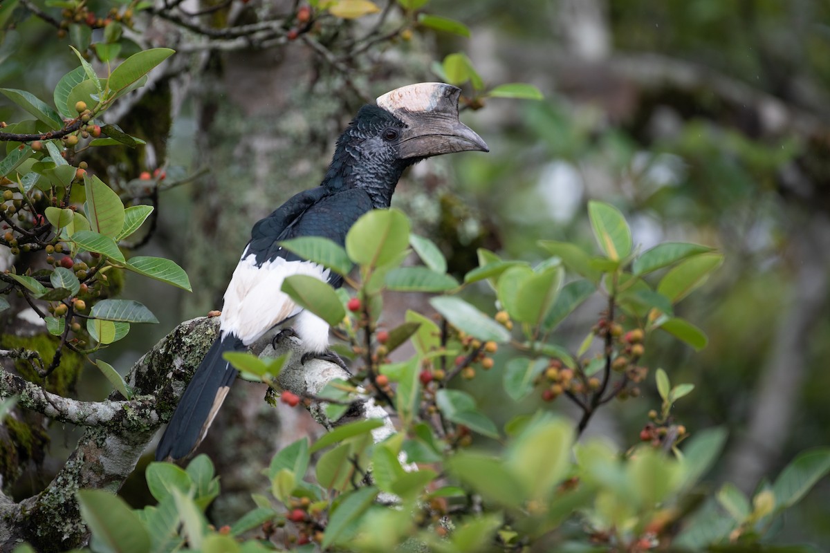 Black-and-white-casqued Hornbill - ML620666673