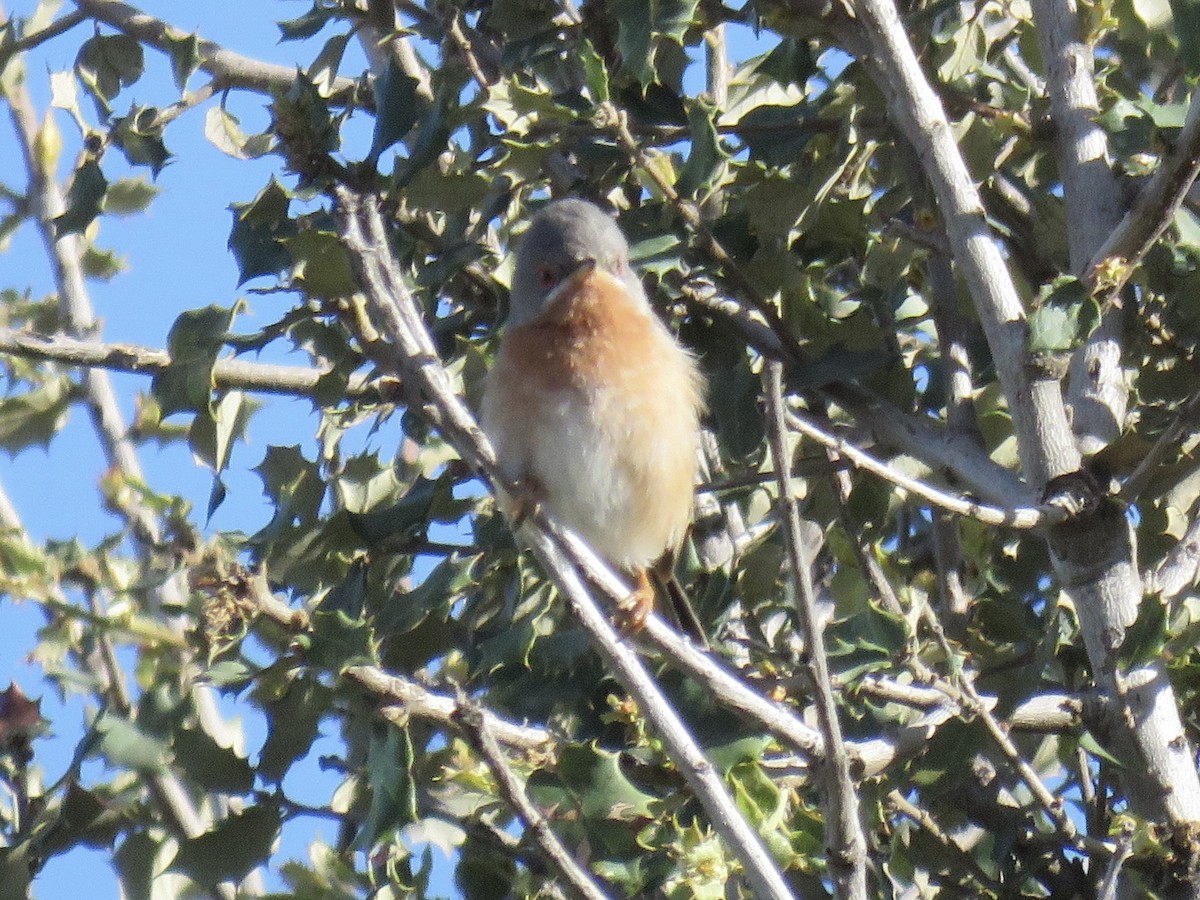 Txinbo papargorrizta iberiarra - ML620666674