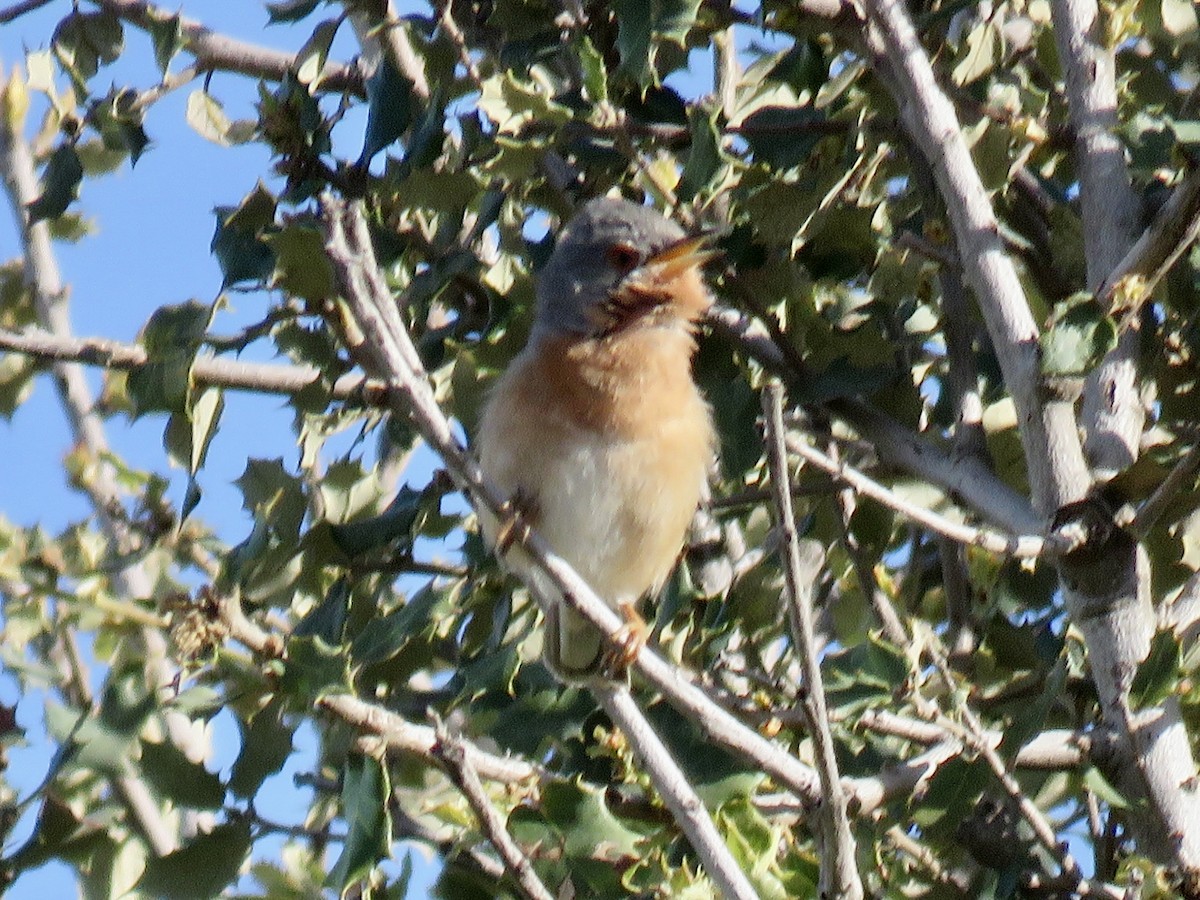 Txinbo papargorrizta iberiarra - ML620666675