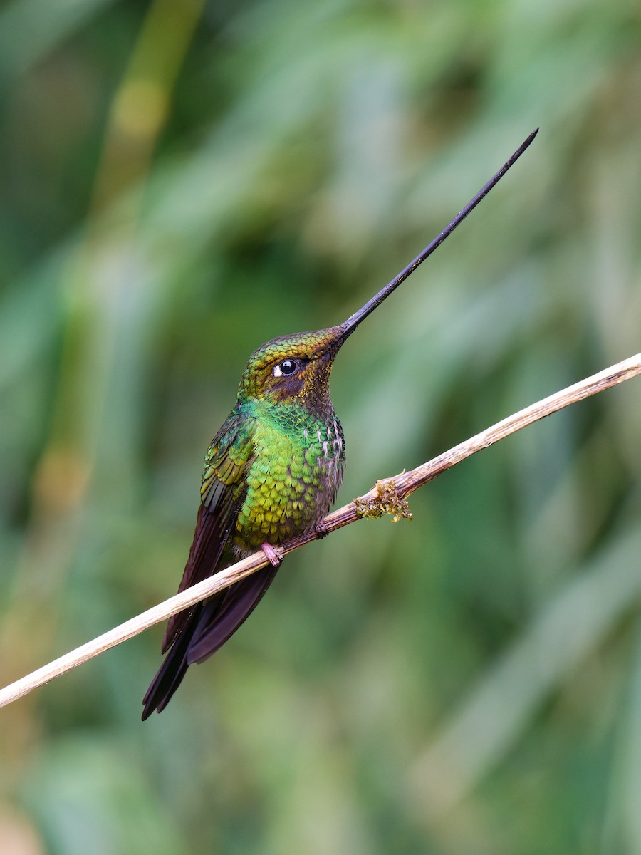 Colibri porte-épée - ML620666676