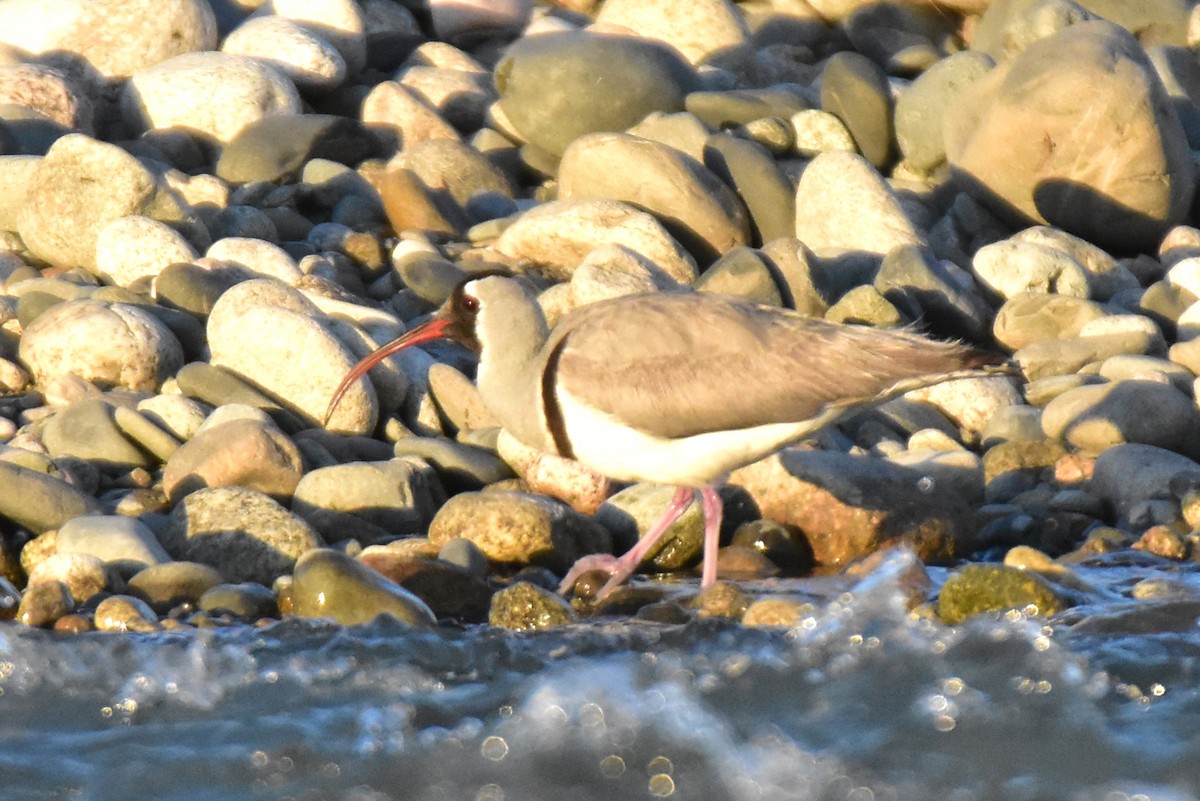 Bec-d'ibis tibétain - ML620666680