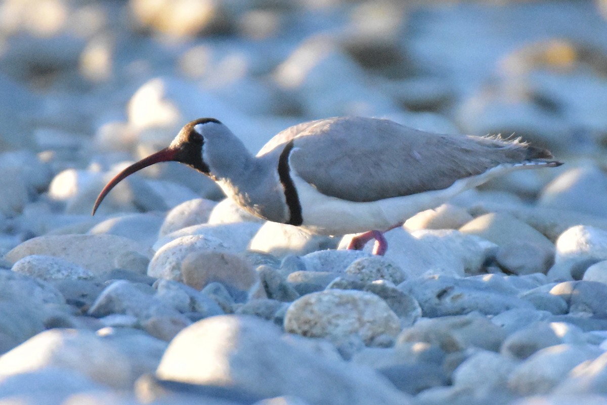 Ibisbill - ML620666681