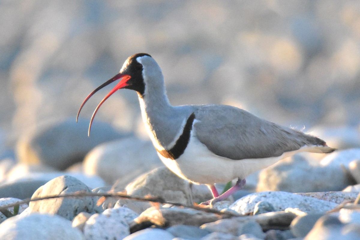 Picoibis - ML620666682