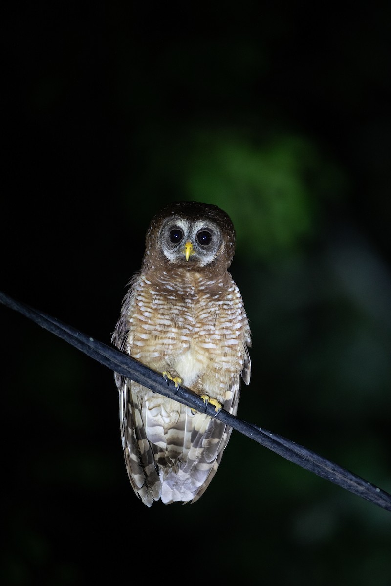 African Wood-Owl - ML620666683