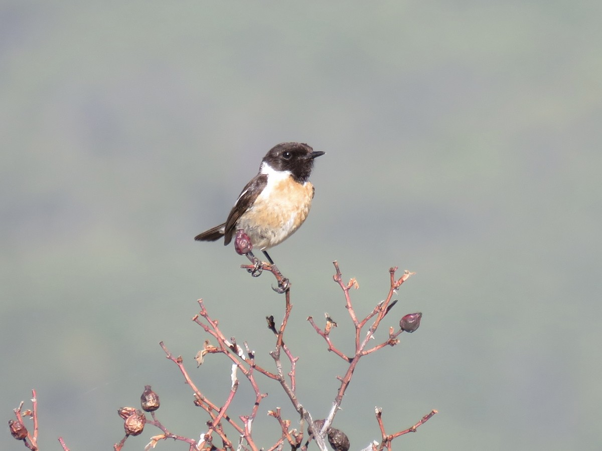 European Stonechat - ML620666686