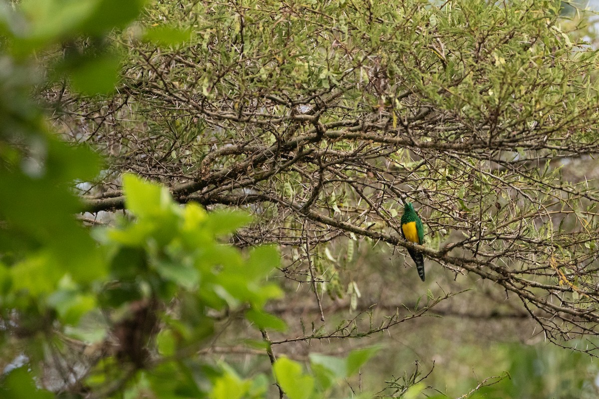 African Emerald Cuckoo - ML620666688