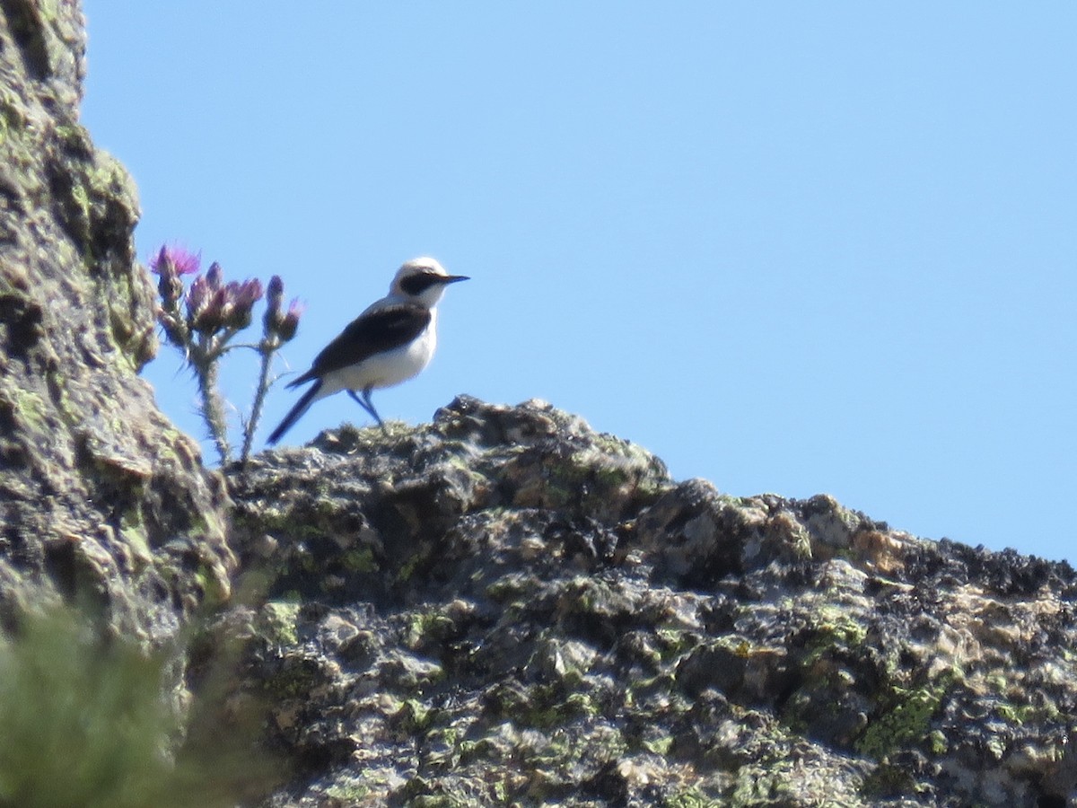 Western Black-eared Wheatear - ML620666689