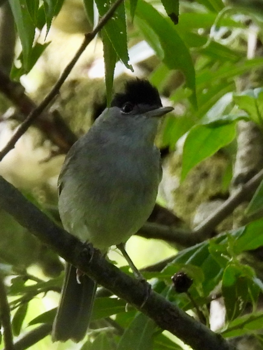 Eurasian Blackcap - ML620666691