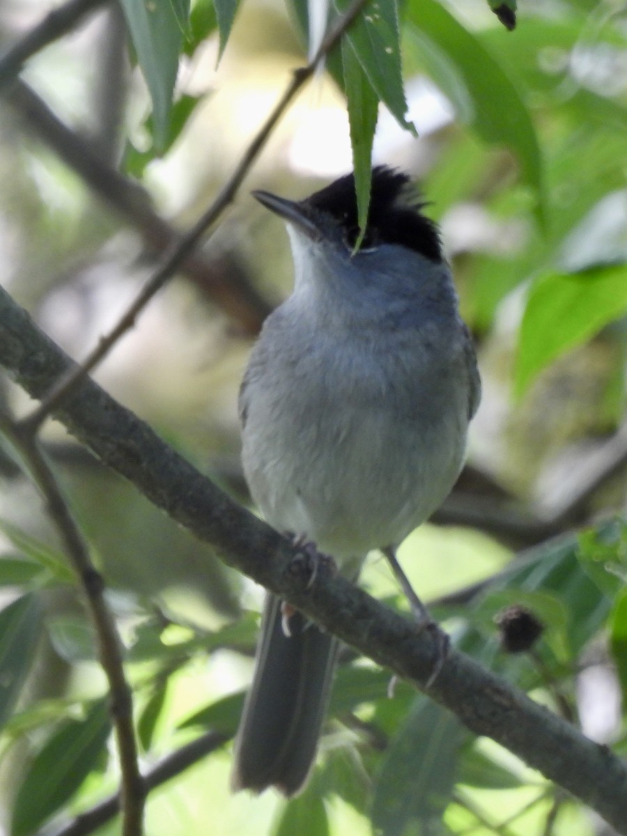 Eurasian Blackcap - Curtis Dykstra