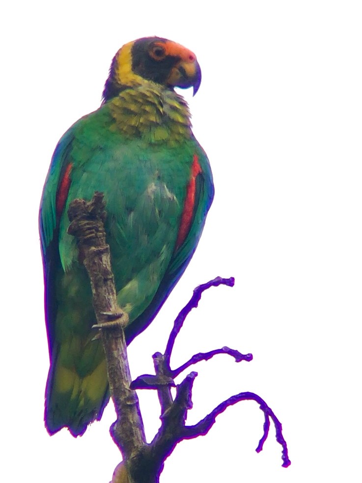 Vulturine Parrot - ML620666693