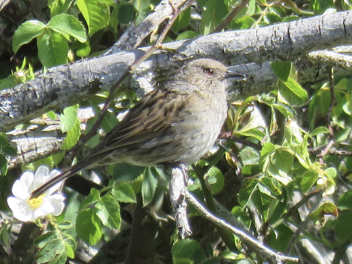 Dunnock - ML620666694