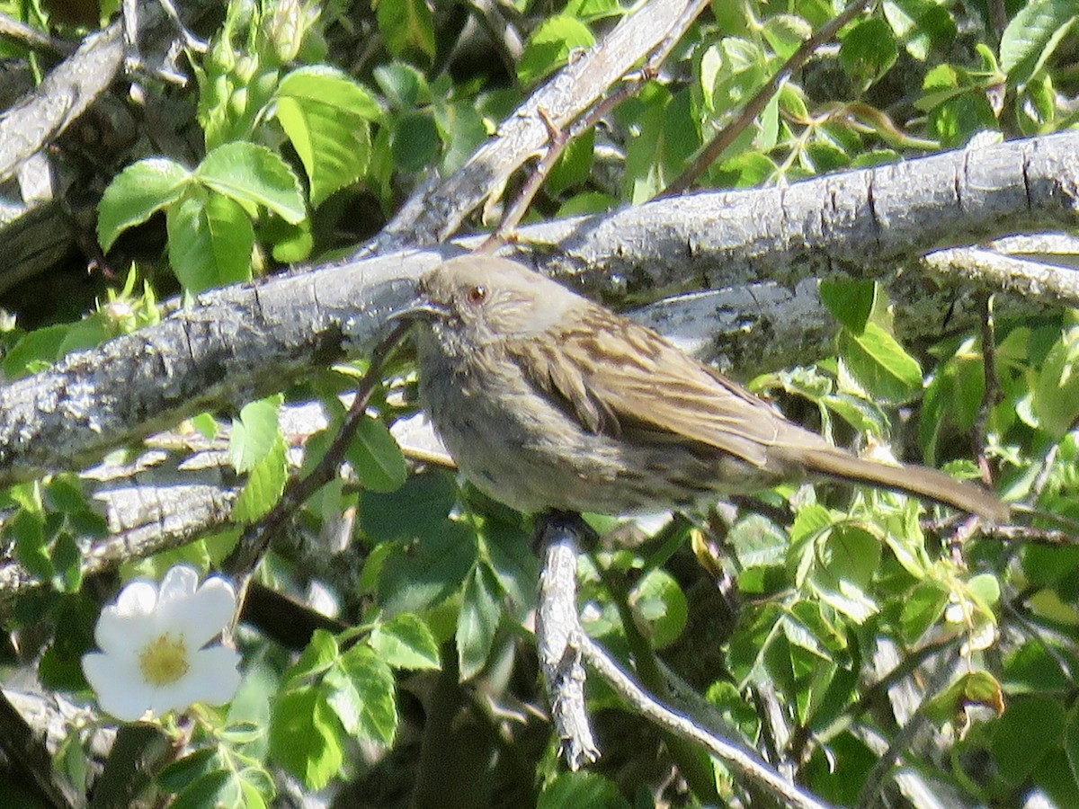 Dunnock - ML620666695