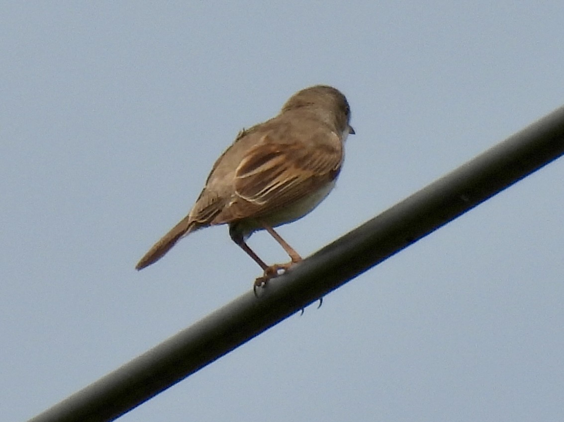 Greater Whitethroat - ML620666697