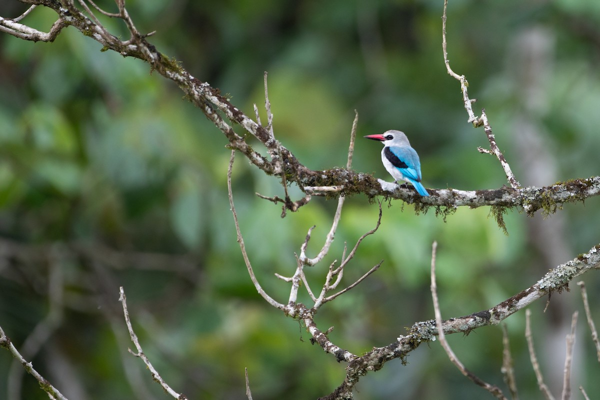 Woodland Kingfisher - ML620666698