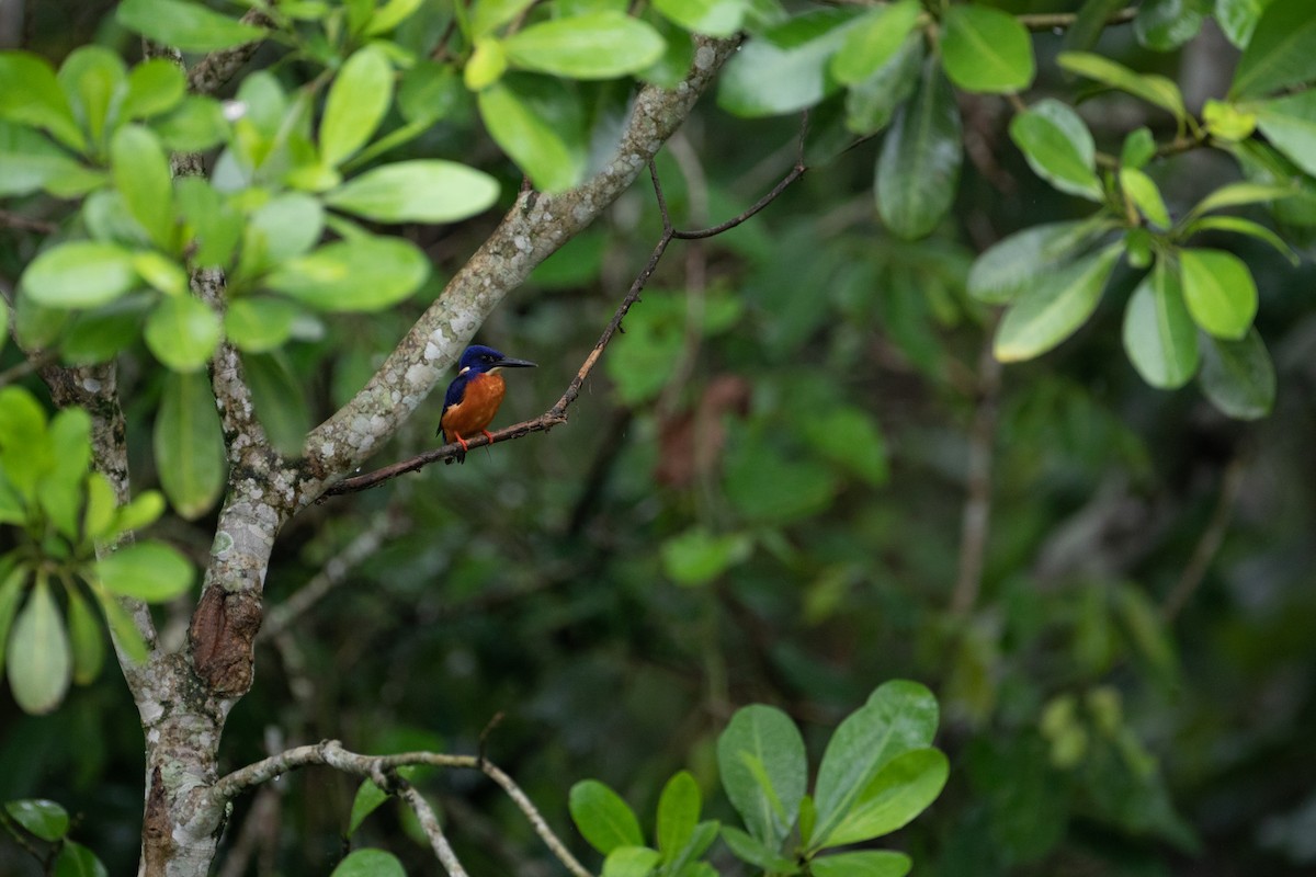 Shining-blue Kingfisher - ML620666699