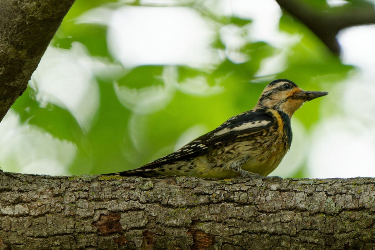 Yellow-bellied Sapsucker - ML620666701