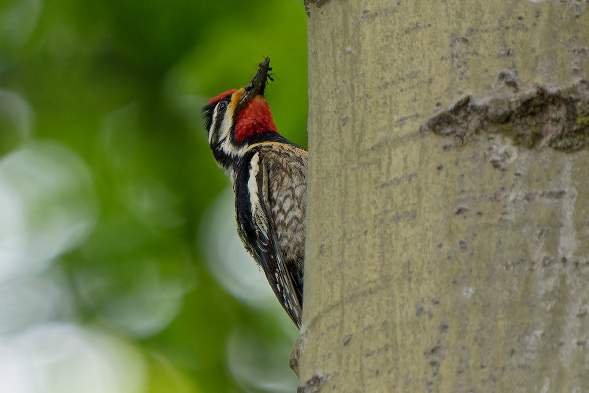 Yellow-bellied Sapsucker - ML620666703