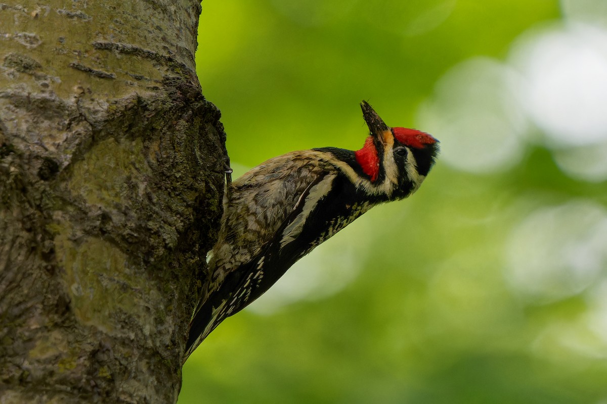 Yellow-bellied Sapsucker - ML620666704