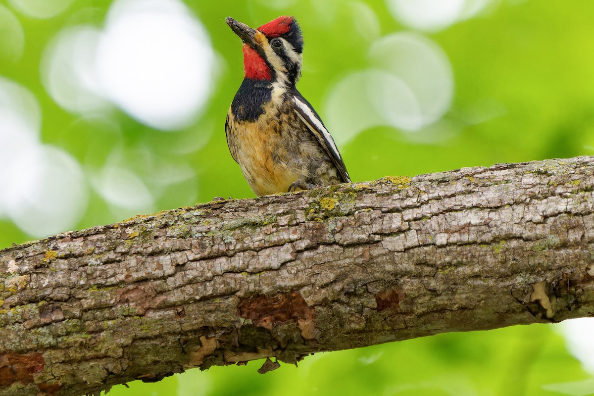 Yellow-bellied Sapsucker - ML620666705