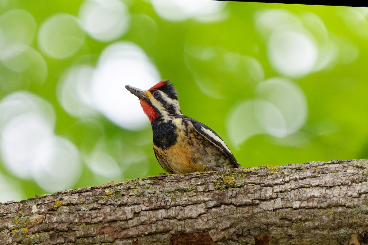 Yellow-bellied Sapsucker - ML620666706