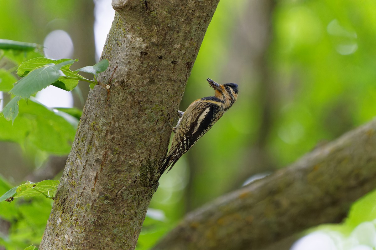 Yellow-bellied Sapsucker - ML620666708