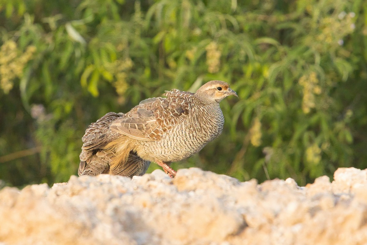 Gray Francolin - ML620666712