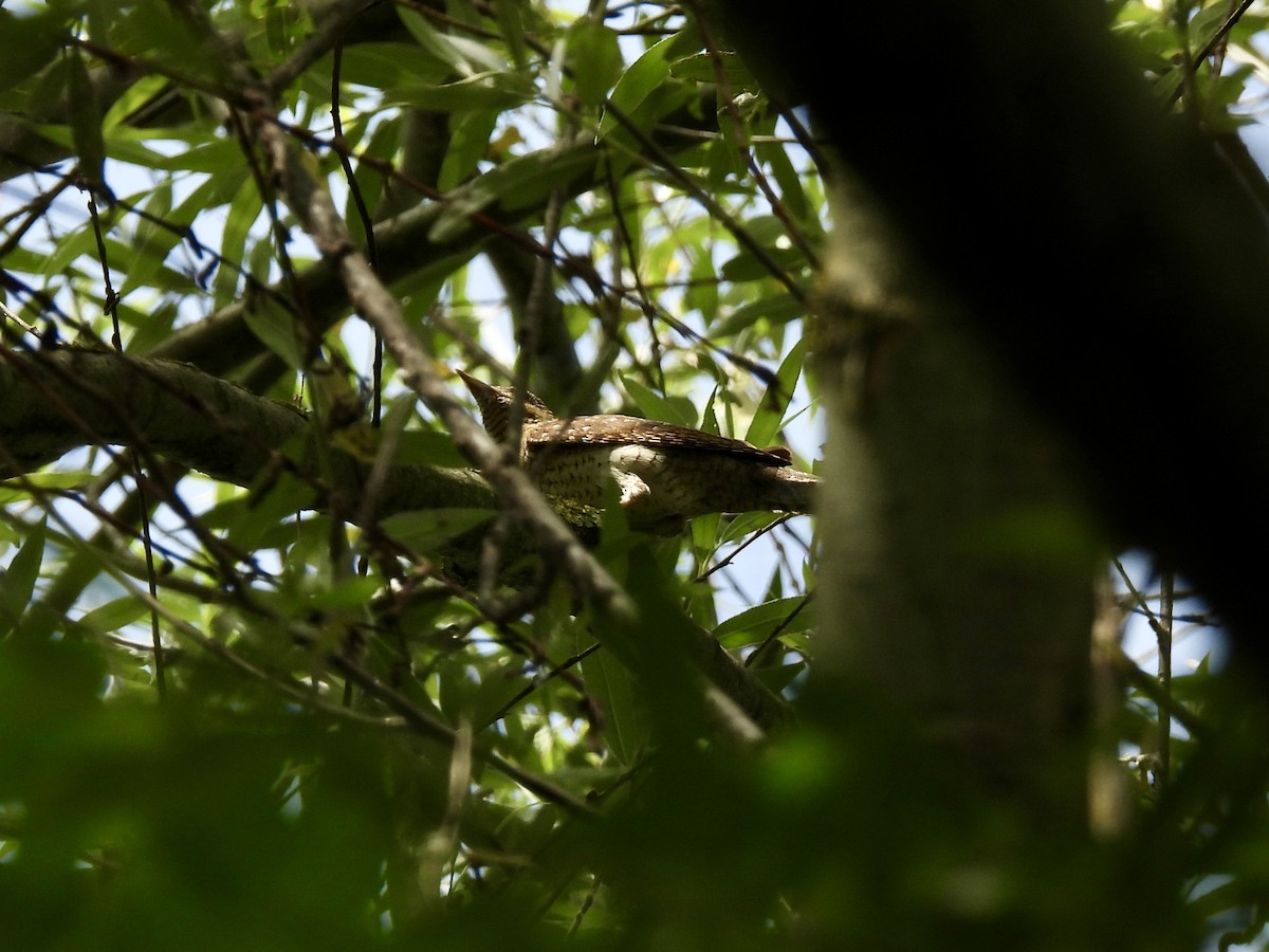 Eurasian Wryneck - ML620666716