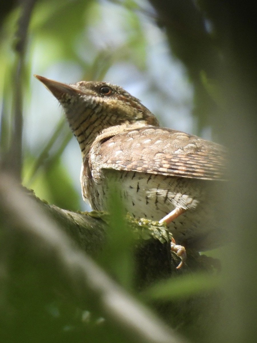 Eurasian Wryneck - ML620666720