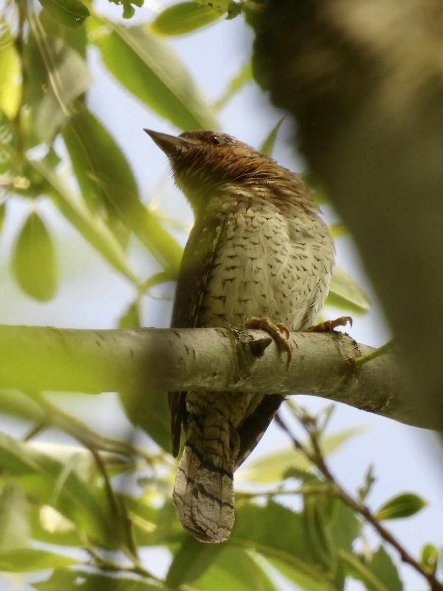 Eurasian Wryneck - ML620666723