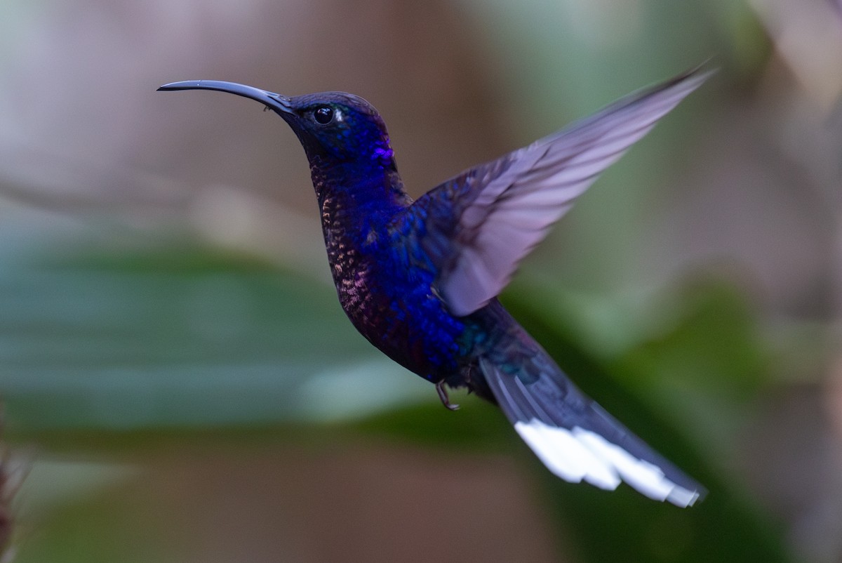 Colibrí Morado - ML620666724