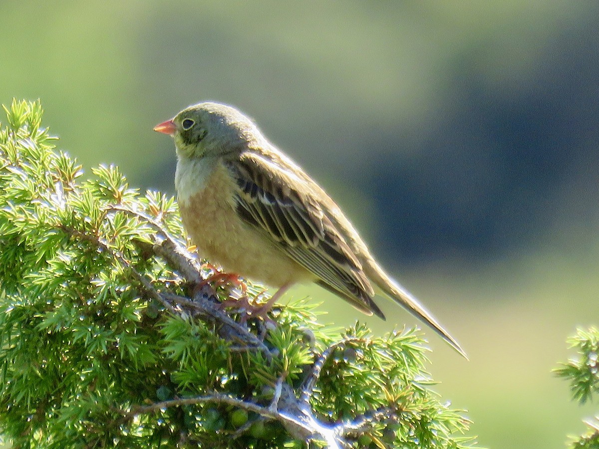 Ortolan Bunting - ML620666726