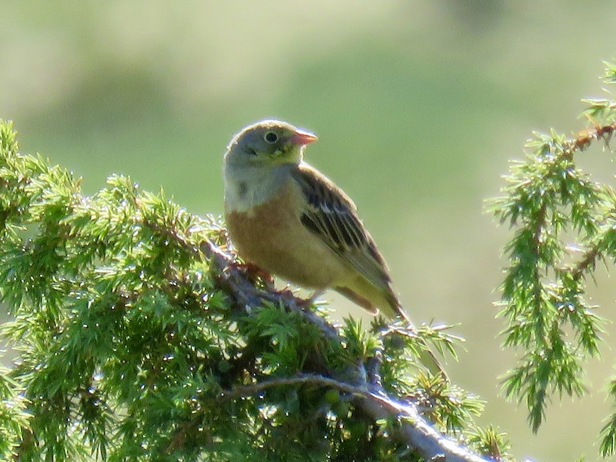 Ortolan Bunting - ML620666727