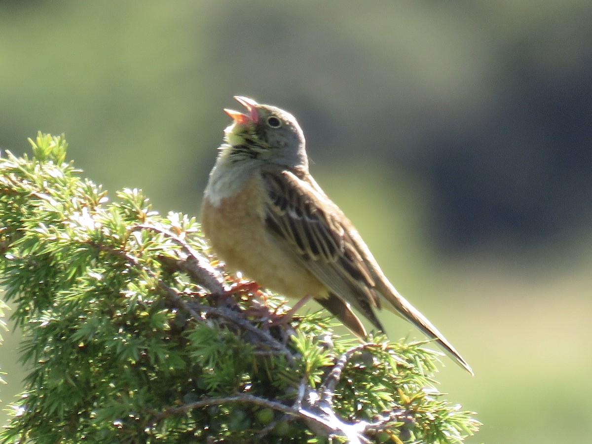 Ortolan Bunting - ML620666728