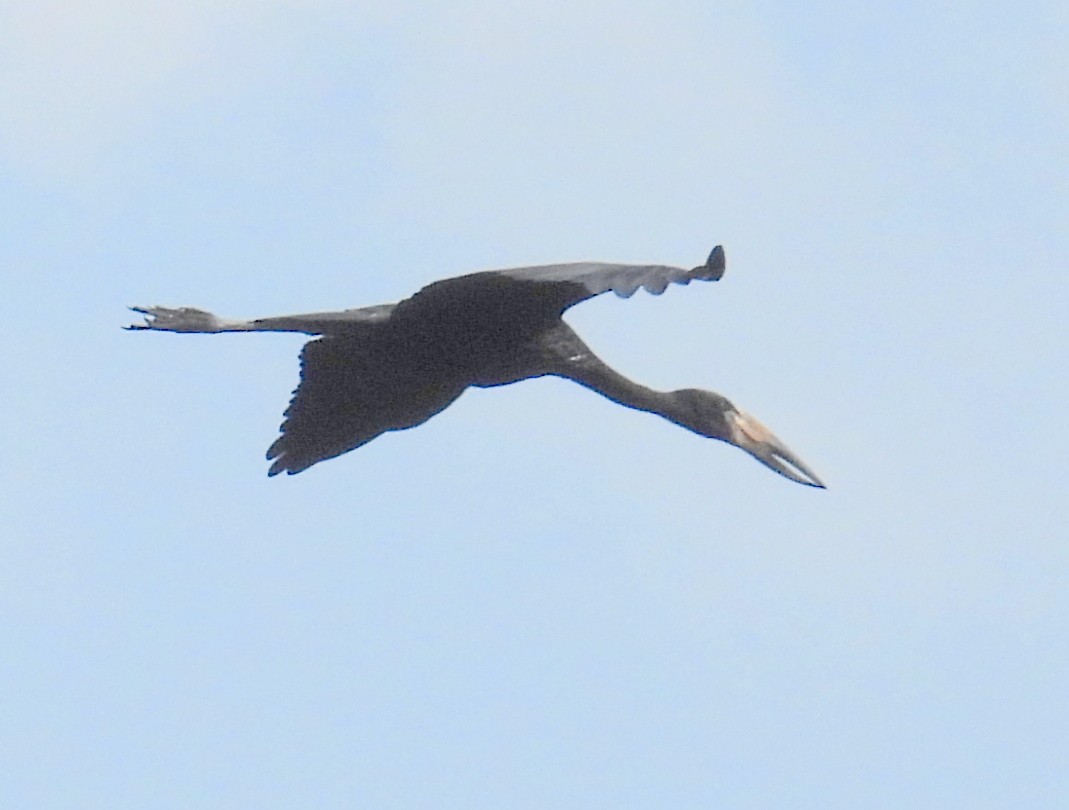 African Openbill - ML620666734