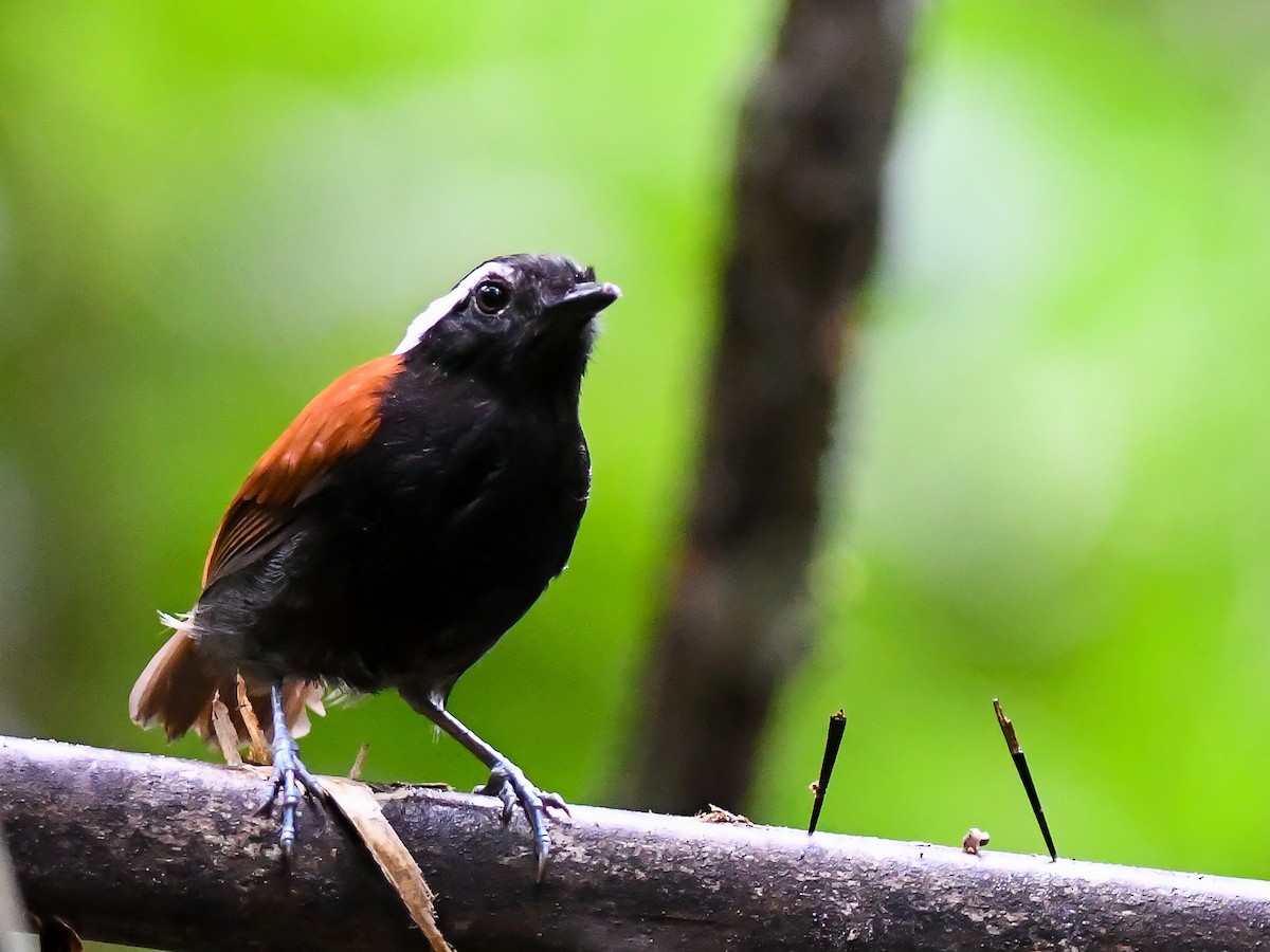 Black-bellied Gnateater - ML620666736