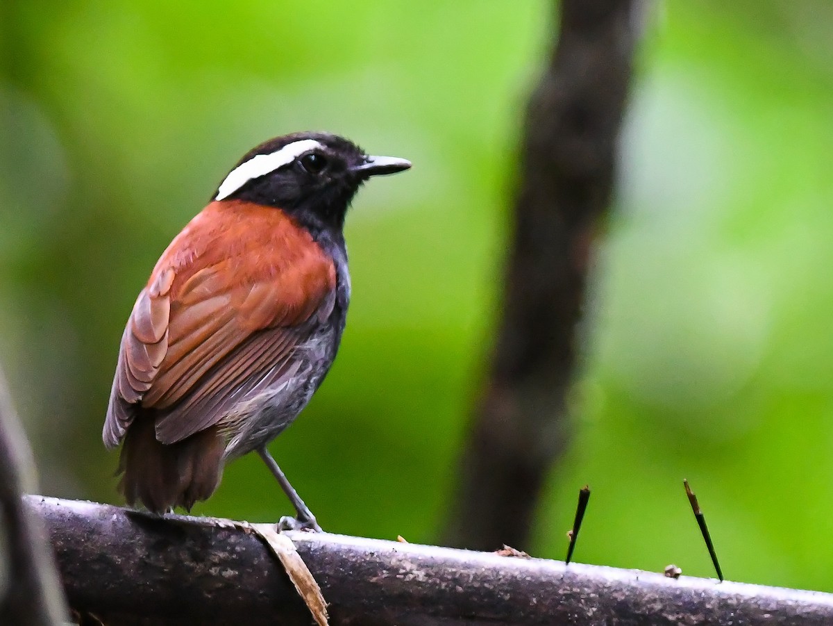 Black-bellied Gnateater - Bruno Rennó