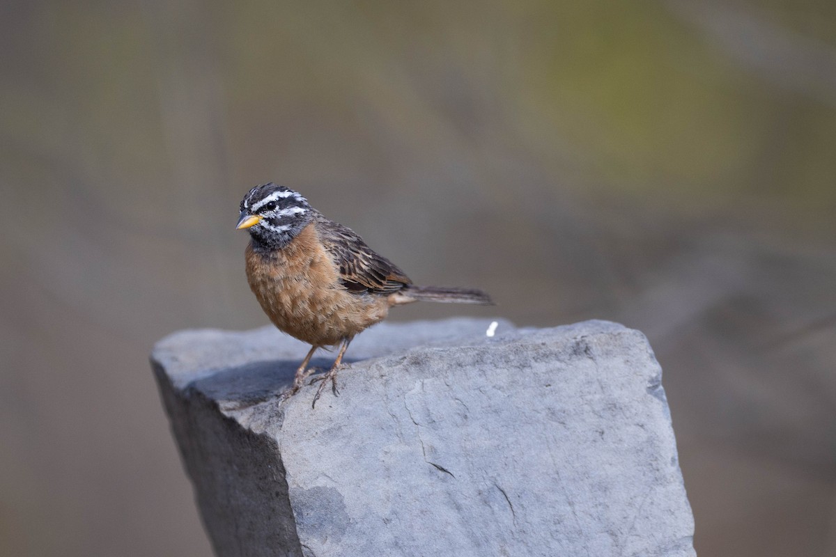 Cinnamon-breasted Bunting - ML620666739