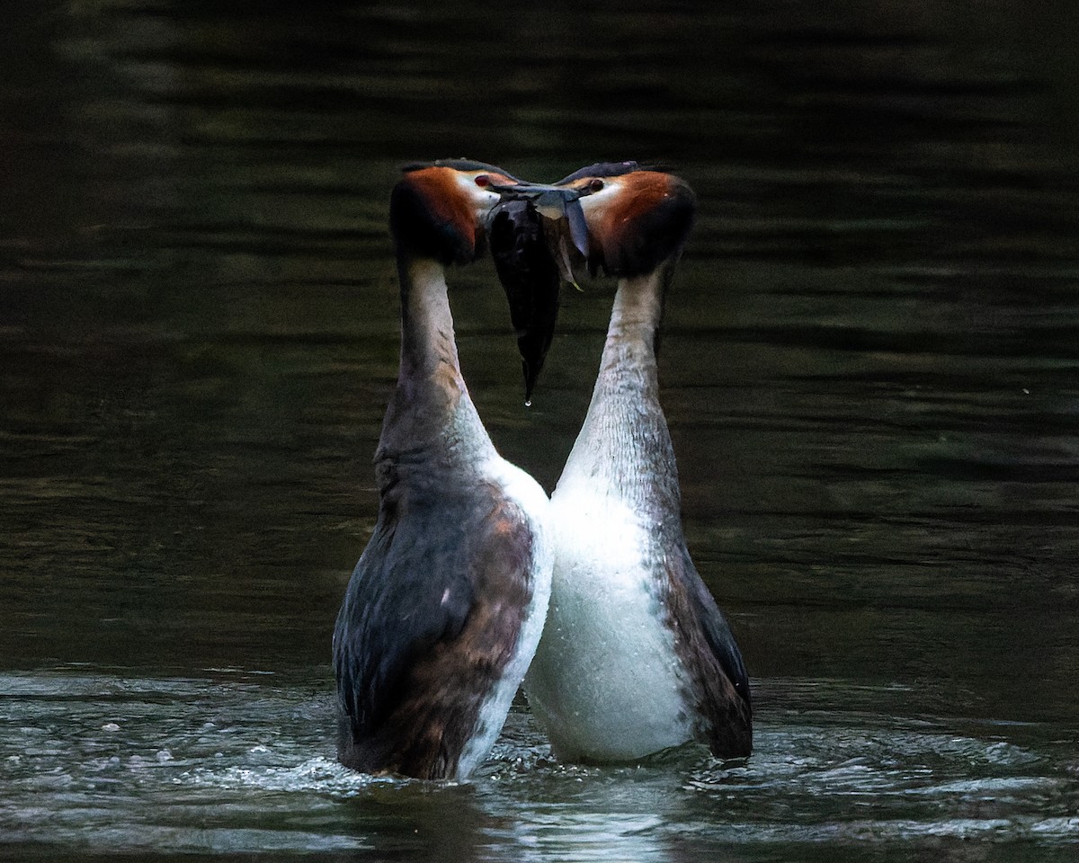 Great Crested Grebe - ML620666740