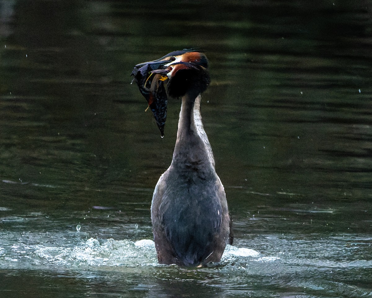 Great Crested Grebe - ML620666741