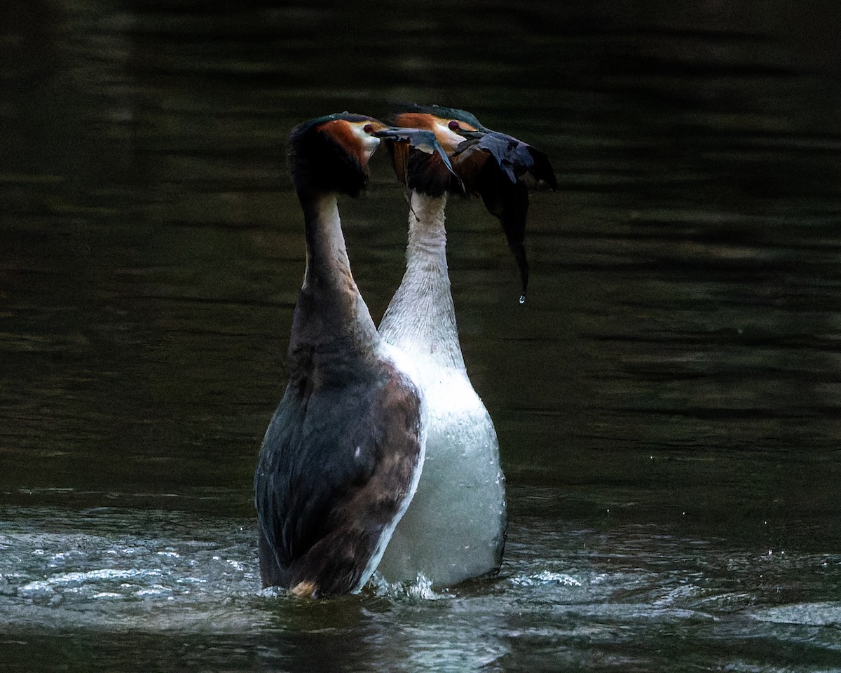Great Crested Grebe - ML620666742