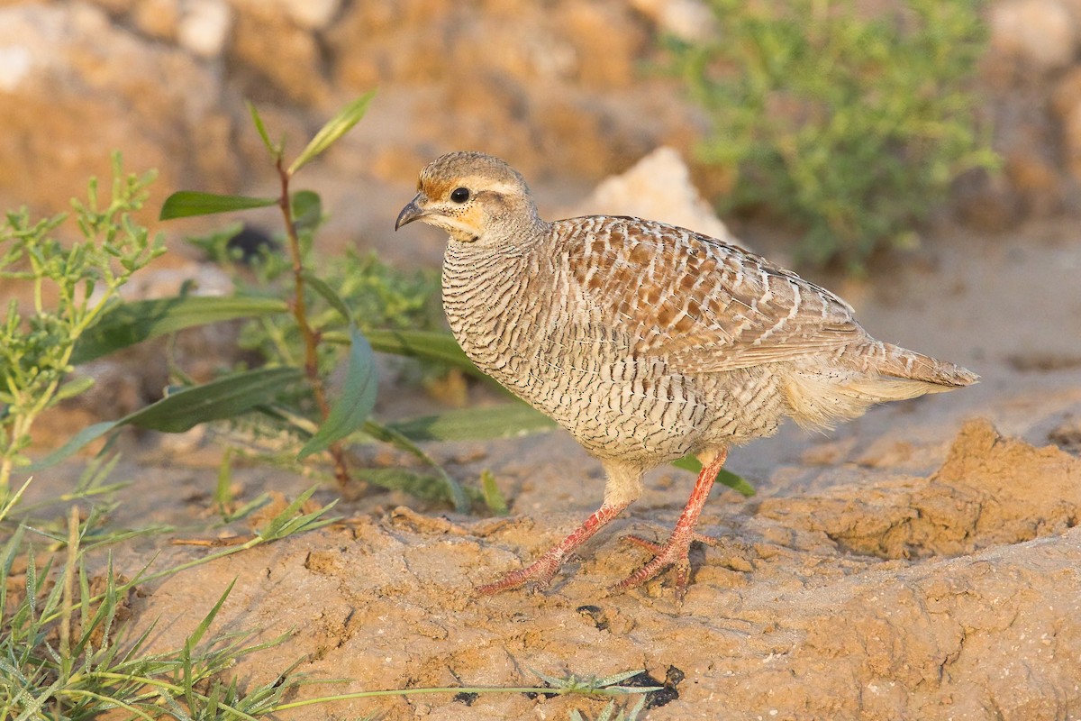 Gray Francolin - ML620666744