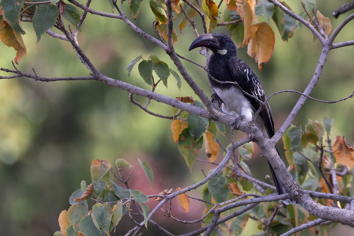 Hemprich's Hornbill - ML620666745